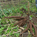 Cassava /Garlic / Powder Production Line